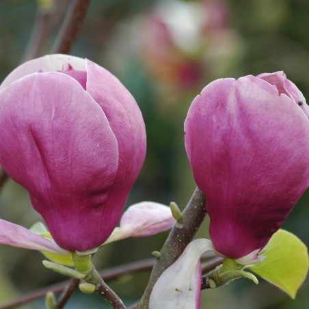 Magnolia Soulangeana Rustica Rubra