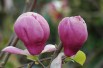 Magnolia Soulangeana Rustica Rubra