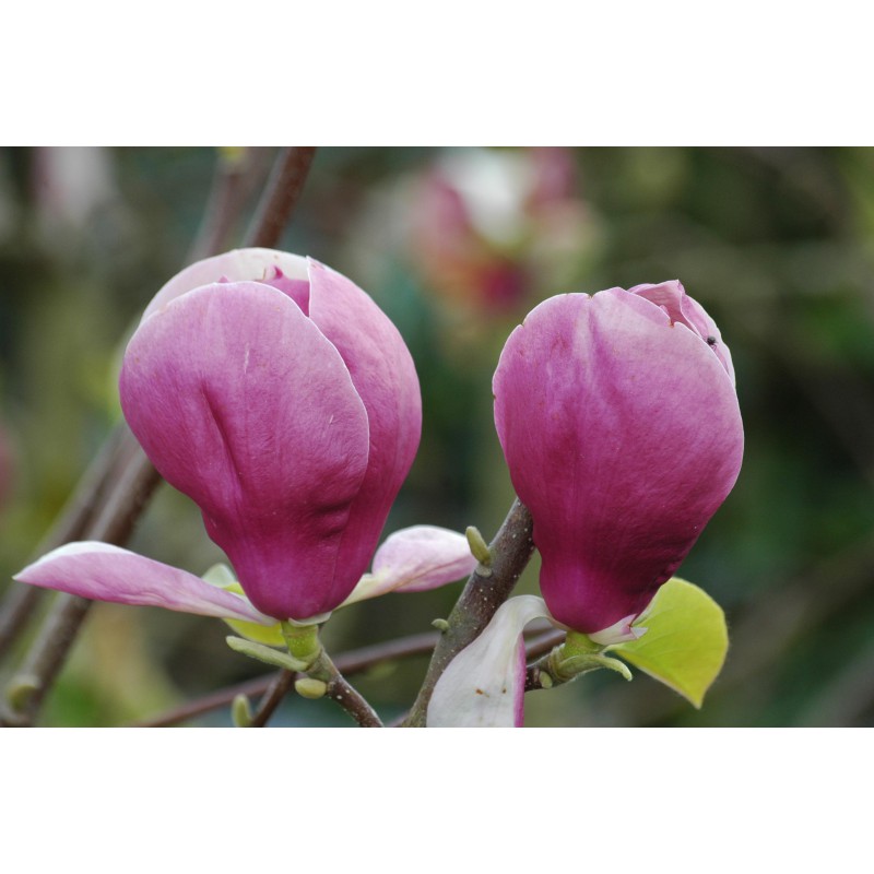 Magnolia Soulangiana Rustica Rubra