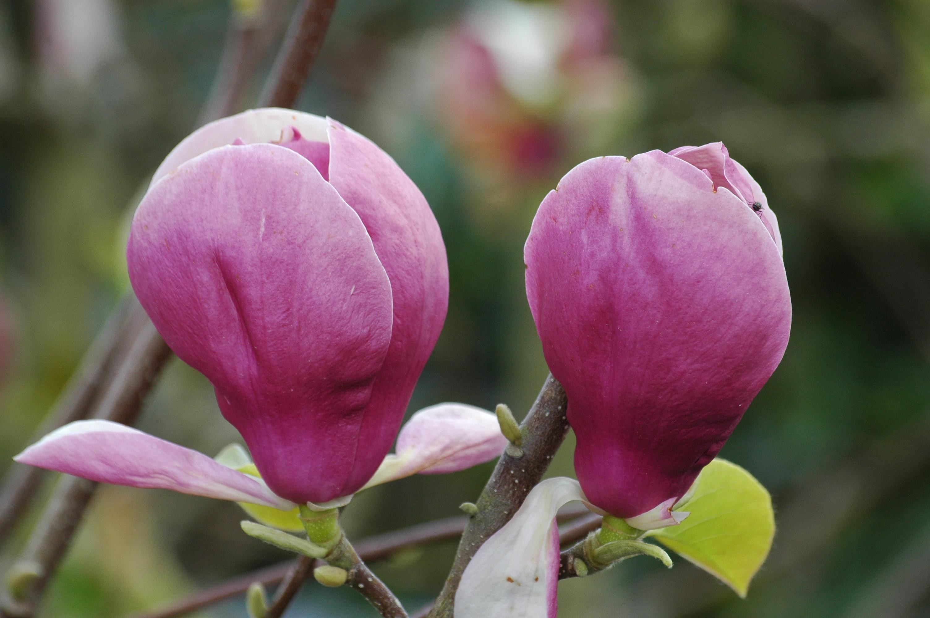 Magnolia Soulangiana Rustica Rubra