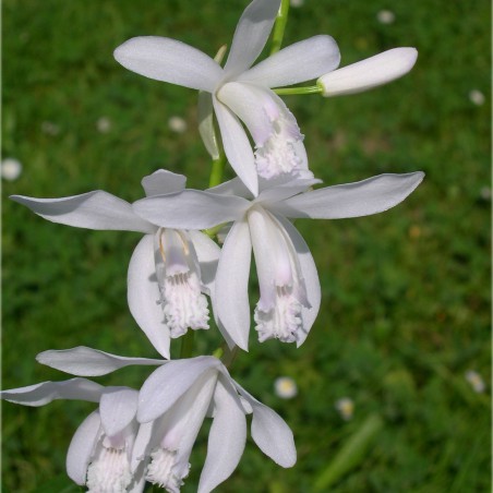 Weisse Japanorchidee - Mehrjährige Orchidee