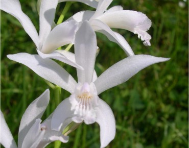 Orchidée jacinthe 'Rose' - Bletilla striata 'Rose' - Le Jardin du Pic Vert