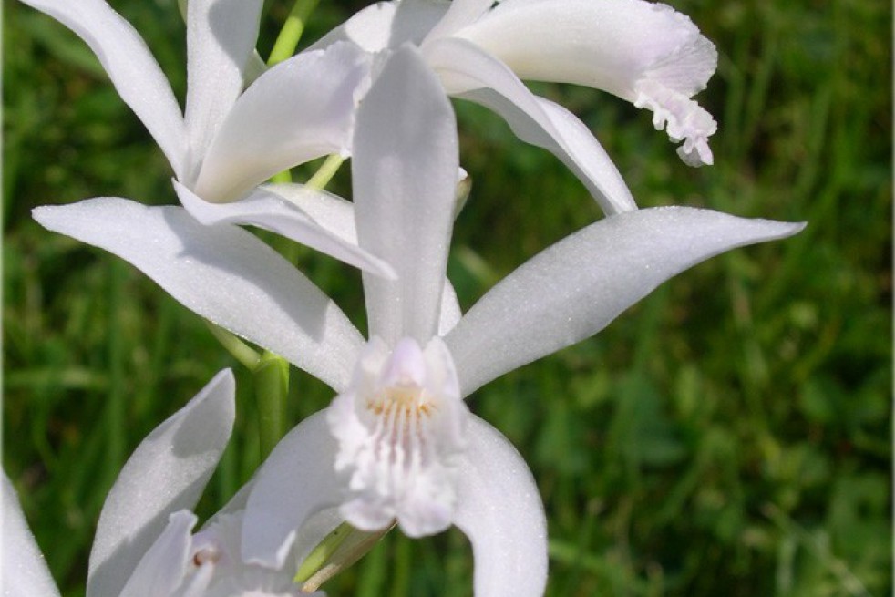 Bletilla Striata Alba