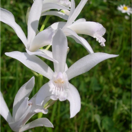 Bletilla Striata Alba