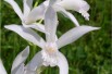 Bletilla Striata Alba