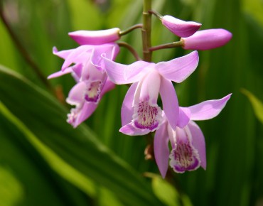 Bletilla Striata Pink