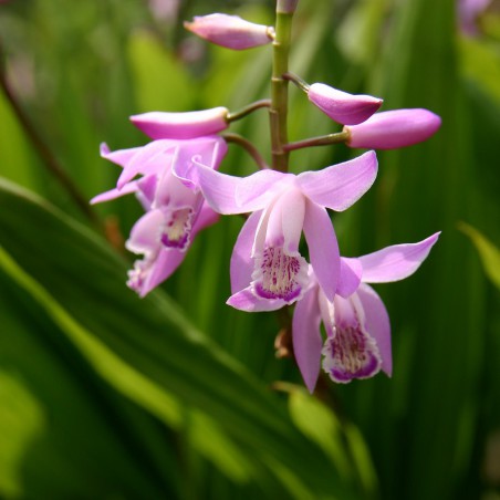 Bletilla Striata Pink - orchidée vivace pour le jardin