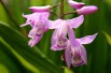 Bletilla Striata Pink - orchidée vivace pour le jardin
