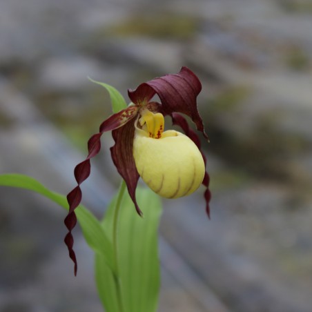 Cypripedium Calceolus - Lady's Slipper of Europe - perennial orchid