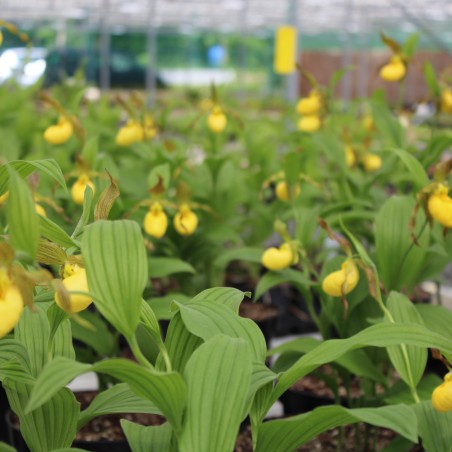 Cypripedium Calceolus - Marienfrauenschuh - Mehrjährige Orchidee - Gartenorchidee