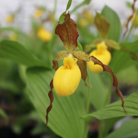 Cypripedium Calceolus - Marienfrauenschuh - Mehrjährige Orchidee - Gartenorchidee