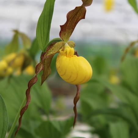 Cypripedium Calceolus - Marienfrauenschuh - Mehrjährige Orchidee - Gartenorchidee