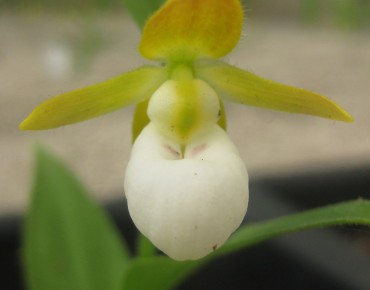 Cypripedium Californicum