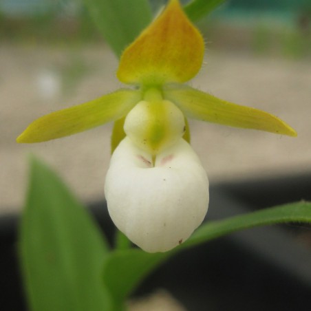 Cypripedium Californicum-California lady's slipper-Perennial Orchid