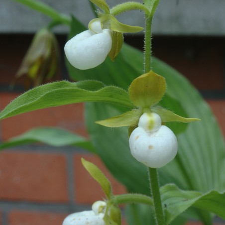 Cypripedium Californicum-kalifornischer Frauenschuh-Staudenorchidee