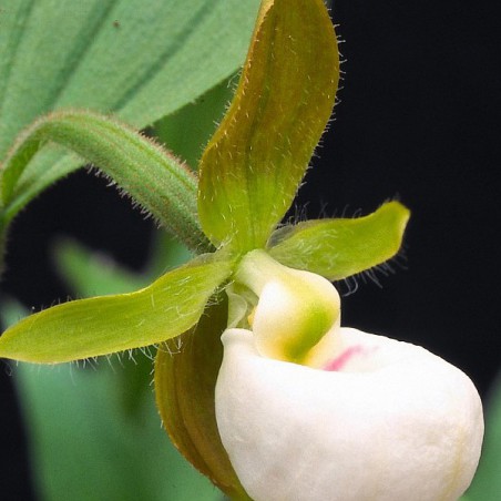 Cypripedium Californicum-kalifornischer Frauenschuh-Staudenorchidee