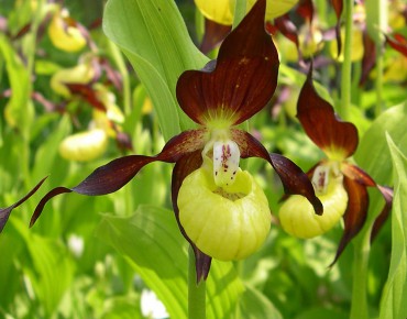 Cypripedium Calceolus
