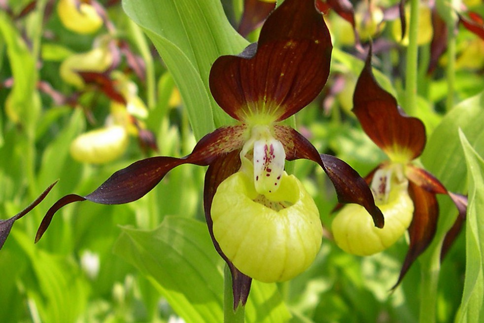 Cypripedium Calceolus