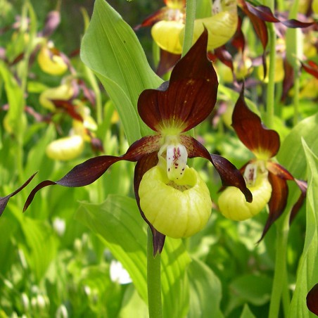 Cypripedium Calceolus - Lady's Slipper of Europe - perennial orchid