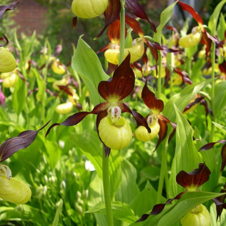 Cypripedium Calceolus - Marienfrauenschuh - Mehrjährige Orchidee - Gartenorchidee