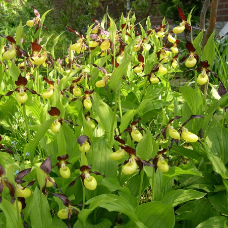 Cypripedium Calceolus - Sabot de Venus d'Europe - orchidée vivace