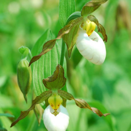 Cypripedium Columbianum - Sabot de Venus de Colombie - orchidée vivace