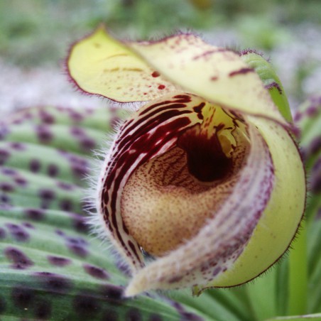 Cypripedium Fargesii - Sabot de Venus - orchidée vivace