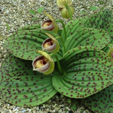 Cypripedium Fargesii - Sabot de Venus - orchidée vivace