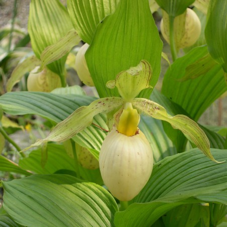 Cypripedium Fasciolatum - Sabot de Venus jaune clair - orchidée vivace