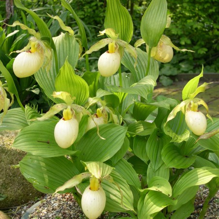 Cypripedium Fasciolatum - Sabot de Venus jaune clair - orchidée vivace