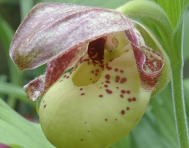 Cypripedium Flavum Red Sepal