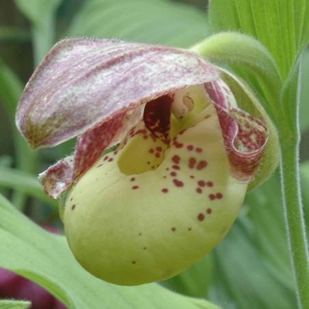 Cypripedium Flavum Red Sepal - Sabot de Venus - orchidée vivace