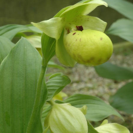 Cypripedium Flavum - Sabot de Venus jaune - orchidée vivace