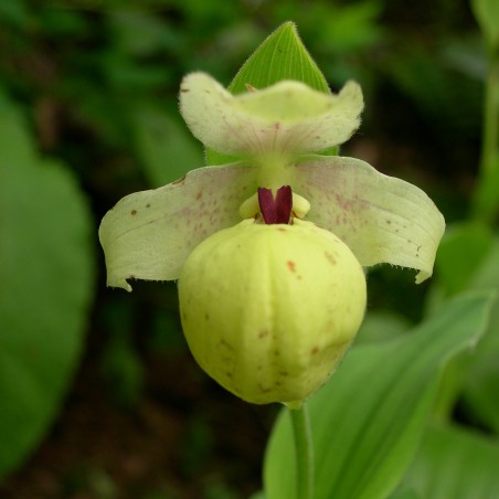 Cypripedium Flavum - Sabot de Venus jaune - orchidée vivace