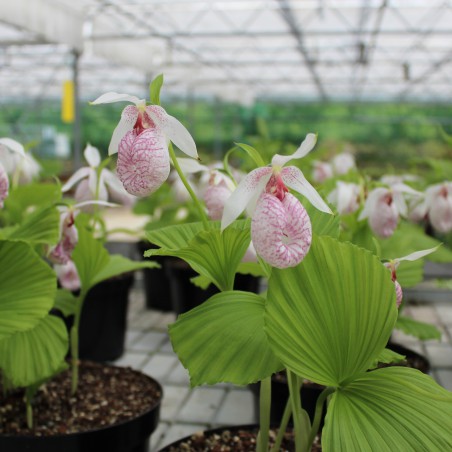 Cypripedium Formosanum - Sabot de Venus - orchidée vivace