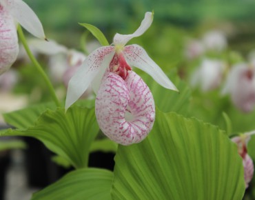 Cypripedium Formosanum