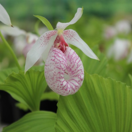 Cypripedium Formosanum - Sabot de Venus - orchidée vivace