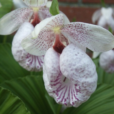 Cypripedium Formosanum - Sabot de Venus - orchidée vivace