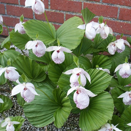 Cypripedium Formosanum - Sabot de Venus - orchidée vivace