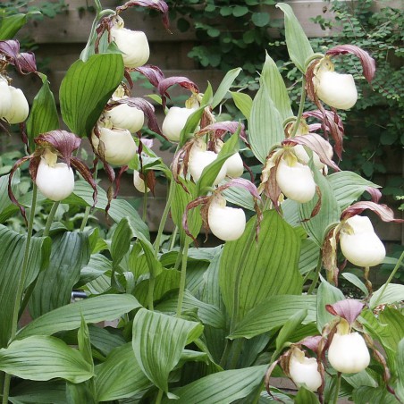 Cypripedium Kentuckiense - Sabot de Vénus du sud - orchidée vivace