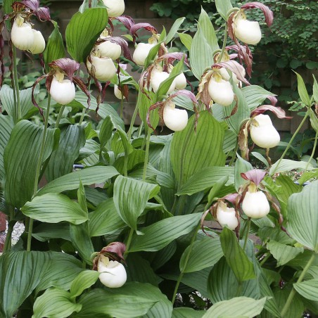 Cypripedium Kentuckiense - Kentucky Frauenschuh - Gartenorchidee