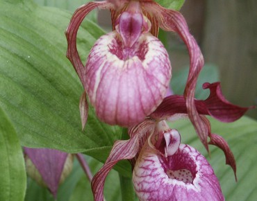 Cypripedium macranthos