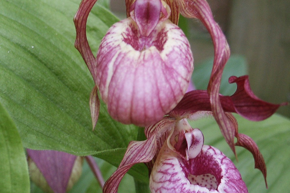 Cypripedium macranthos