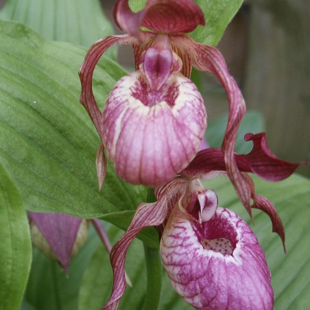 Cypripedium macranthos-Lady's Slipper with Large Flowers-perennial