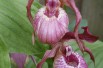 Cypripedium macranthos