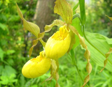 Cypripedium Pubescens