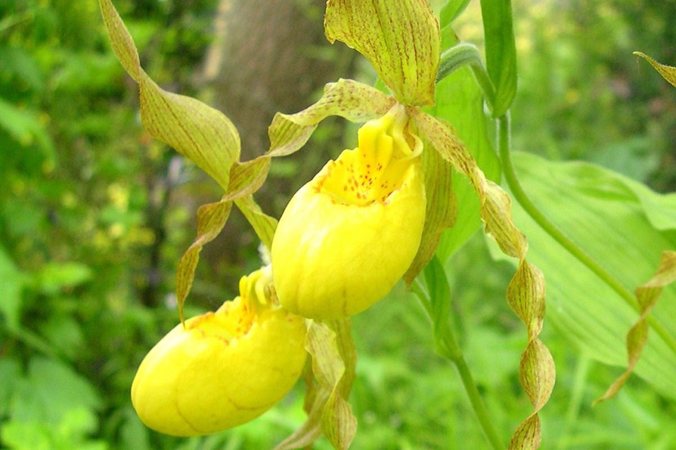 Cypripedium Pubescens