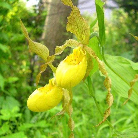 Cypripedium Pubescens