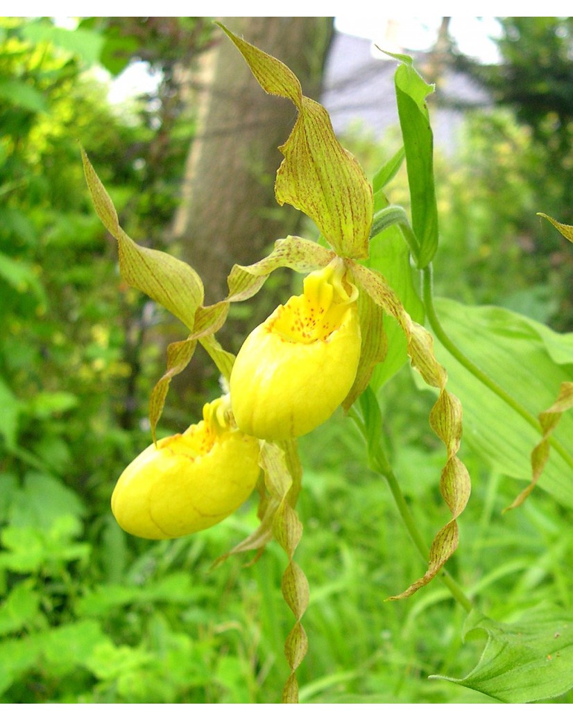 Yellow Lady's Slipper Flowering | Naturally Curious with Mary Holland