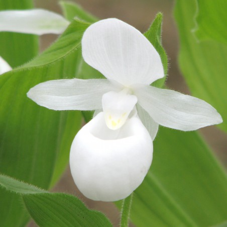 Cypripedium reginae alba-White Showy Lady's-slipper-perennial Orchid
